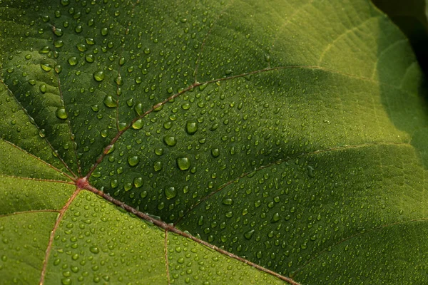 Hoja Verde Con Gota Lluvia Selva Gota Agua Las Hojas — Foto de Stock