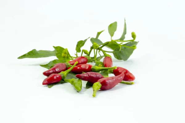 Kırmızı biberler arasında yeşil biber, kerala en baharatlı kandhari biberi. .