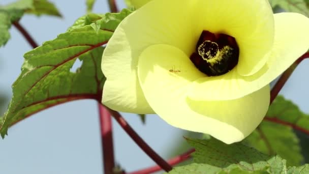 Utsikt Över Humla Täckt Pollen Från Gul Blomma Bondgård — Stockvideo