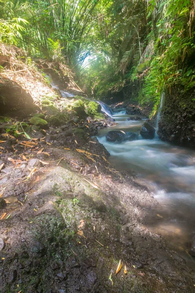 Der Schnelle Fluss Fließt Gibt Grüne Bäume Ringsum — Stockfoto