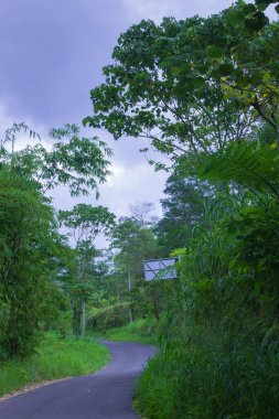 Yeşil ağaçlarla çevrili ıssız yol çok sakin ve doğal hissettiriyor.