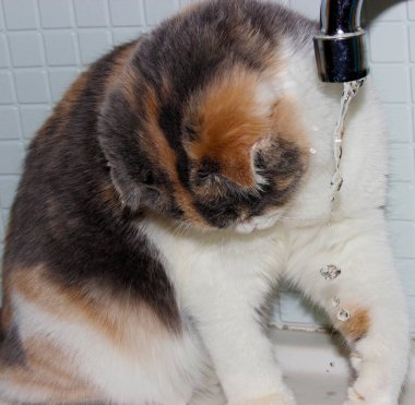 Kedi tuvalette suyla oynuyor.