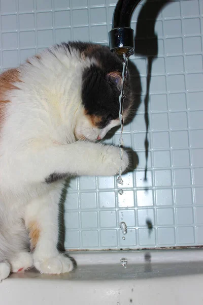 Macska Játszik Fürdőszobában Vízzel — Stock Fotó