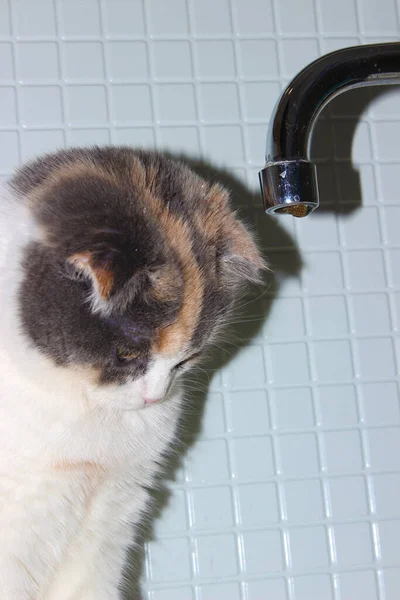 Gato Salpicadura Jugando Gato Jugando Con Agua Cuarto Baño Felino — Foto de Stock