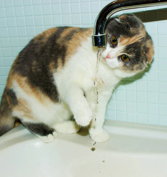 Gato Salpicadura Jugando Gato Jugando Con Agua Cuarto Baño Felino — Foto de Stock