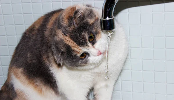 Gato Salpicadura Jugando Gato Jugando Con Agua Cuarto Baño Felino — Foto de Stock