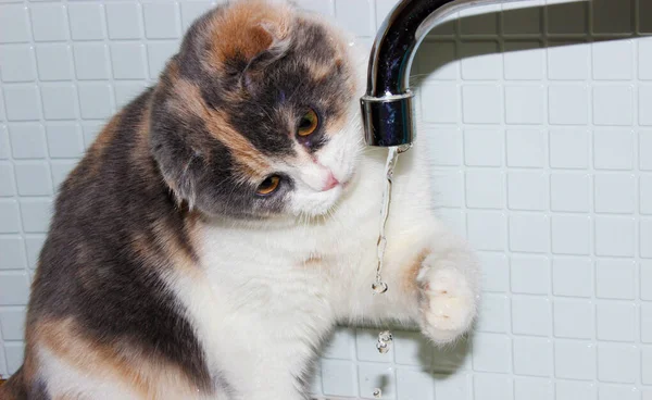 Gato Salpicadura Jugando Gato Jugando Con Agua Cuarto Baño Felino — Foto de Stock