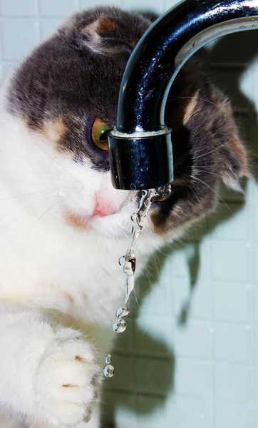 Gato Jugando Baño Con Agua — Foto de Stock