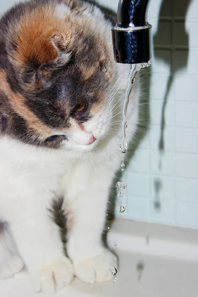 Gato Jugando Baño Con Agua — Foto de Stock