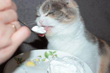 Kedi dondurmayı kaşıkla yer.