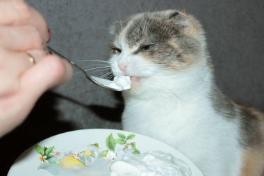 Kedi dondurmayı kaşıkla yer.