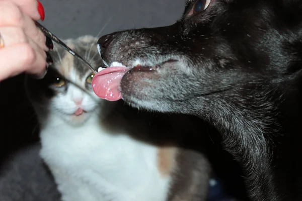 cat eats ice cream with a spoon , kitten, animal, white, pet, cute, feline, domestic, pets, fur, kitty, portrait, eyes, fluffy, animals, mammal, young, black, blue, beautiful, adorable, cats, nature, baby, isolated