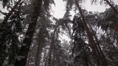 Kışın rüzgarsız kar altında Sibirya çam ormanı.