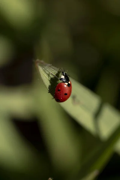 Yeşil yapraklı kırmızı uğur böceği