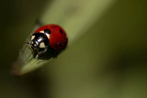Yeşil Yaprağın Ucunda Kırmızı Uğur Böceği — Stok fotoğraf