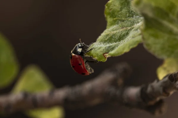 Coccinelle Rouge Sur Côté Sur Vert — Photo