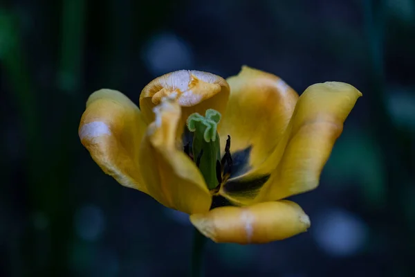 Yeşil arka planda solmuş sarı lale.