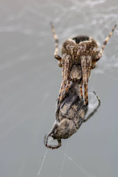Pavouk Pavučině Chytil Chybu — Stock fotografie