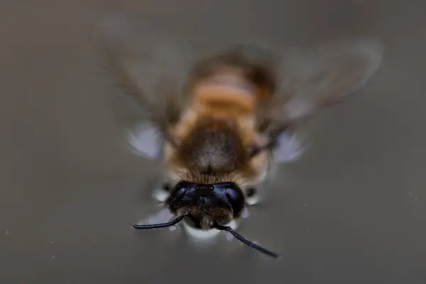 Великий Вигляд Бджоли Воді — стокове фото