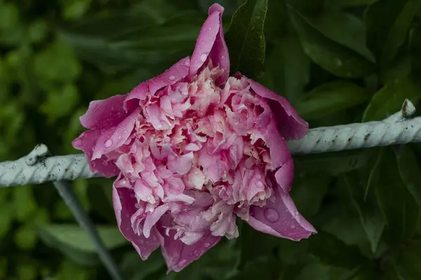 Pembe şakayık üzerinde yağmur damlaları