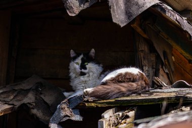 Tahta çatıdaki siyah beyaz kedi