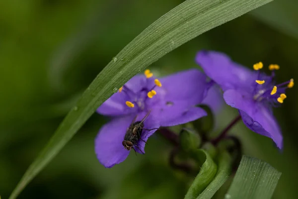 Bir sinek mor bir çiçeğe oturur.