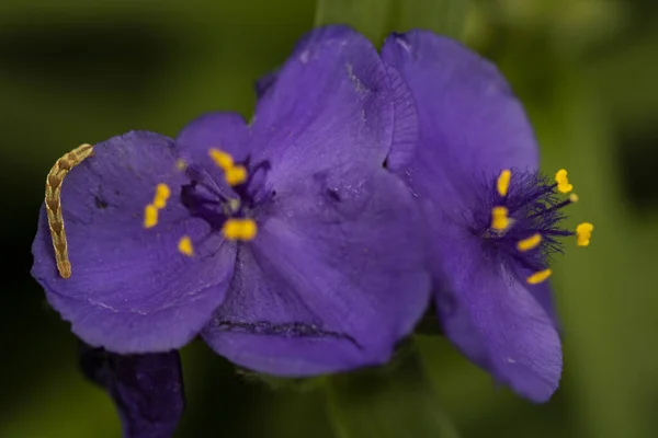 Gąsienica Płatku Purpurowego Kwiatu — Zdjęcie stockowe