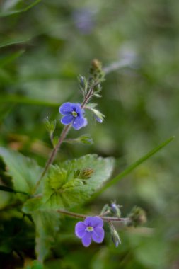 Mavi bir çiçeğin bahar çiçeği 