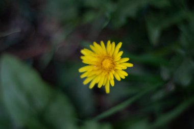 Yeşil arka planda sarı bir karahindiba çiçeğinin bahar çiçeği