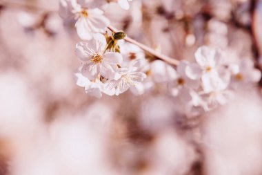 Kiraz çiçeği. Bahar çiçekleri. Ağaçtaki çiçekler.