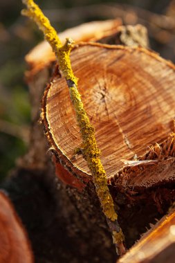 Kesilmiş ağaç. Ağaç gövdesinden bir kütük. Bir parça odun.