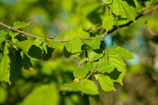 Unga Hasselnötsblad Trädet Naturen Våren — Stockfoto