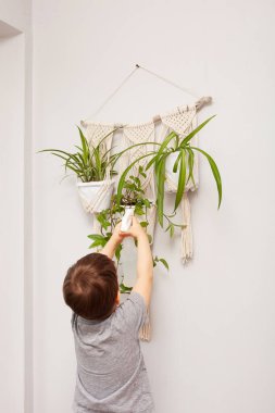 Çocuk ev bitkisiyle ilgileniyor. Bir çocuk vazolara bitki sıkıyor. Çocuk evdeki bitkilerle ilgileniyor, bitkiye sprey tabancadan temiz su püskürtüyor.