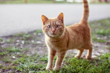 Kırmızı bir kedi yolda duruyor ve çerçevenin içine bakıyor..