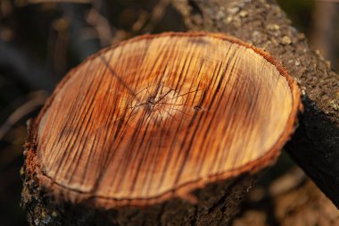 Kesilmiş ağaç. Ağaç gövdesinden bir kütük. Bir parça odun.