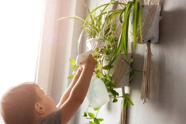 子供は家の植物の世話をする 男の子が花瓶に植物をスプレーします 子供は自宅で植物の世話をし スプレーガンからきれいな水で植物を噴霧する — ストック写真