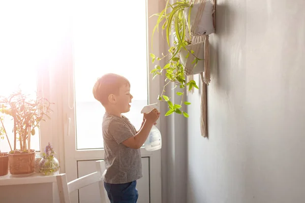 The child takes care of the home plant. A boy sprays plants in vases.  The child takes care of plants at home, spraying the plant with clean water from a spray gun