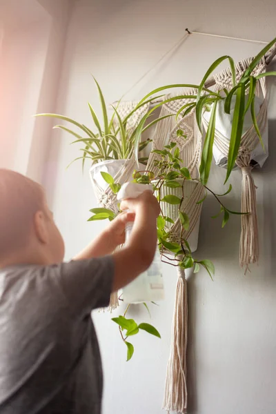 子供は家の植物の世話をする 男の子が花瓶に植物をスプレーします 子供は自宅で植物の世話をし スプレーガンからきれいな水で植物を噴霧する — ストック写真