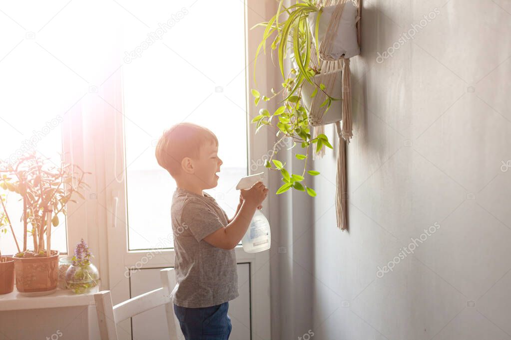 The child takes care of the home plant. A boy sprays plants in vases.  The child takes care of plants at home, spraying the plant with clean water from a spray gun