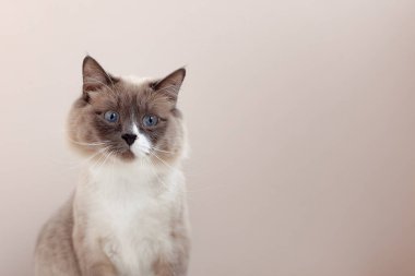 Sibirya kedileri, beyaz neva maskeli balosu. Açık arkaplanda kırpılmış kedi