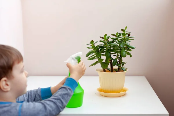 这个孩子照顾家里的植物 一个男孩在花瓶里喷洒植物 孩子在家里照料植物 用喷雾枪向植物喷洒干净的水 — 图库照片