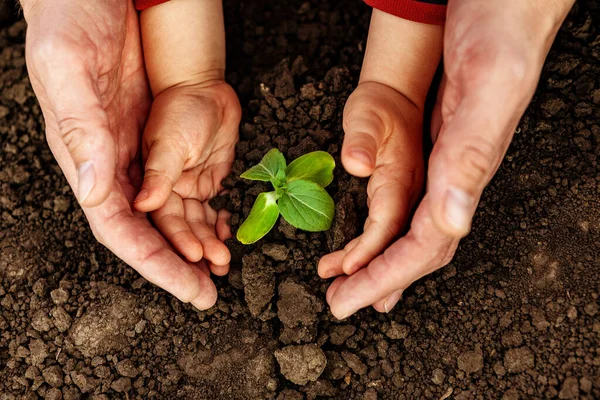 Joven Niño Sostienen Pequeño Árbol Sus Manos Concepto Día Mundial — Foto de Stock