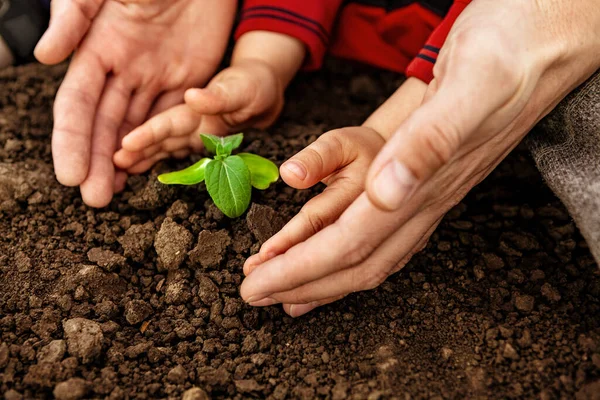 Genç bir adam ve bir çocuk ellerinde küçük bir ağaç tutuyorlar. Dünya Çevre Günü kavramı. Dört el açık yeşil bir ağacı tutuyor. Baba ve oğul bir bitki dikiyorlar.