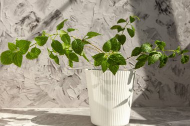 House plant. Green plant Plectranthus australis in a white pot on a gray background clipart