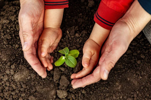 Genç bir adam ve bir çocuk ellerinde küçük bir ağaç tutuyorlar. Dünya Çevre Günü kavramı. Dört el açık yeşil bir ağacı tutuyor. Baba ve oğul bir bitki dikiyorlar.