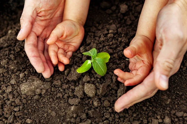 Joven Niño Sostienen Pequeño Árbol Sus Manos Concepto Día Mundial — Foto de Stock