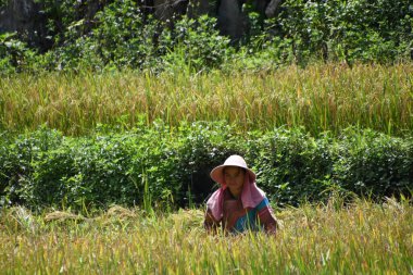 Sapa - Vietnam 8 Ağustos 2019 - Sapa 'daki pirinç tarlalarında işçiler - Vietnam