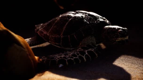 Морская черепаха на пляже — стоковое видео