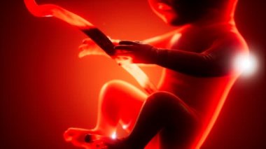 Bir insan fetüsünün tıbbi 3 boyutlu animasyonu