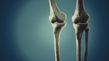 Tam bir insan iskeleti